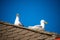 Herring gulls on a roof at the Baltic sea in Poland