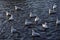 Herring gulls swimming