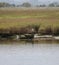 Herring gulls in wetlands