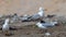 Herring (Larus argentatus) and ring-billed (Larus delawarensis) gulls in a landfill, dump