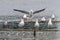 Herring and Lesser Black-backed Gulls at roost, Worcestershire, England.