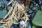 Herring Roe clinging to sea grass, washed up on the rocky shore