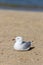Herring seagull