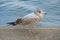 A herring seagull with brown and white feathers