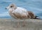 A herring seagull with brown and white feathers