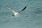 Herring seagull carrying plastic plate