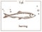 Herring sketch fish vector icon