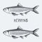 Herring vector illustration