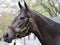 Herwaze a Gray Stunning Filly by Cross Traffic