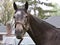 Herwaze a Stunning Gray Filly by Cross Traffic