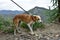 Hesitant brown and white dog at the end of a leash outside surrounded by hills and plants