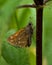 Hesperia comma Silver-spotted skipper