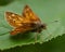 Hesperia comma Silver-spotted skipper