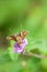 Hesperiidae Skipper Butterfly on Pale Purple Flowers