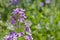 Hesperis matronalis. .Beautiful purple flowers are known as dame`s rocket, damask-violet, dame`s-violet, queen`s gilliflower and m