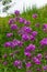 Hesperis matronalis or summer violet, a herbaceous perennial or biennial of the brassicaceae family.Closeup on purple gilliflower