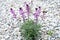 Hesperis matronalis is up to a meter tall herb who only blooms nicely, but in accordance with its species smells. white pebbles