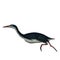 Hesperornis dinosaur isolated on transparent