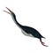 Hesperornis dinosaur isolated on transparent