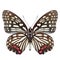 Hestina assimilis red ring skirt butterfly forewing view isolated on white background