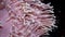 Heteractis magnifica The magnificent sea anemone