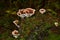 Heterobasidion annosum on tree stump