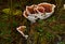 Heterobasidion annosum on tree stump