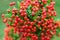 Heteromeles arbutifolia or Toyon red berries