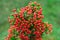 Heteromeles arbutifolia or Toyon red berries
