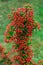 Heteromeles arbutifolia or Toyon red berries