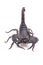 Heterometrus longimanus back scorpion.Emperor Scorpion, Pandinus imperator.scorpion isolate on white background