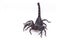 Heterometrus longimanus back scorpion.Emperor Scorpion, Pandinus imperator.scorpion isolate on white background