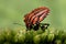 Heteroptera (red + black bug)