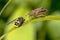 Heteroptera with wasp prey on leaf