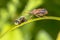 Heteroptera with wasp prey on leaf