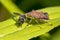 Heteroptera with wasp prey on leaf