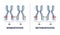 Heterozygous vs homozygous parent gene differences comparison outline diagram