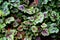 Heuchera americana Dale s Strain, perennial plant.