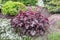 Heuchera burgundy in a flower arrangement on an alpine hill.Ð¡oncept of the selection of ornamental plants for garden landscaping