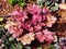 Heuchera `Encore`