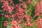 Heuchera flowers in the garden