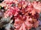 Heuchera `Indian Summer Boysenberry`