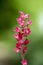 Heuchera sanguinea beautiful ornamental spring flowering plant, bright red flower in bloom