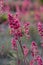 Heuchera sanguinea beautiful ornamental spring flowering plant, bright red flower in bloom