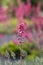 Heuchera sanguinea beautiful ornamental spring flowering plant, bright red flower in bloom