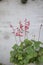 Heuchera sanguinea in a flower pot