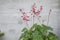 Heuchera sanguinea in a flower pot