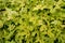 Heucherella, an extremely popular, evergreen garden plant. Heucherella and Tiarella crossword. It occurs in many colors and shapes