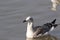 Heuglin'gull (Larus heuglini)