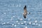 Heuglin s Gull (Larus heuglini)